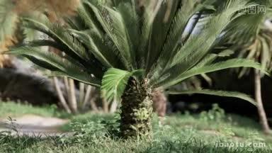 在丛林中极速落下椰子